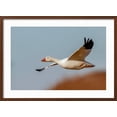 thumbnail image 2 of Art.com Snow geese flying. Bosque del Apache National Wildlife Refuge, New Mexico Photographic Print by Adam Jones, Brown Frame Wall Art, 29" x 21", 2 of 5