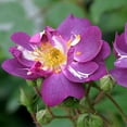 thumbnail image 2 of Heirloom Roses - Veilchenblau Rambling Rose Rose Bush, 2 of 2