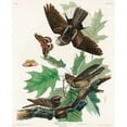 thumbnail image 2 of Audubon, John James 26x31 White Modern Wood Framed Museum Art Print Titled - Whip-poor-will, 2 of 4