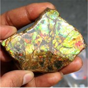 Khushi Gems Natural Ammonite Multicolor Ammolite Loose Gemstones, 517.35Cts