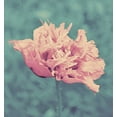 thumbnail image 2 of Peck, Gail 20x21 Black Ornate Wood Framed with Double Matting Museum Art Print Titled - Beautiful Pink, 2 of 4