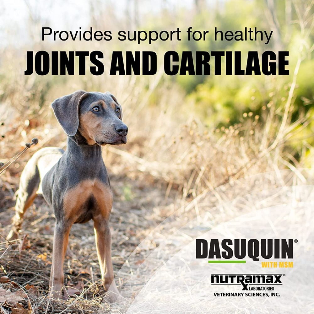 Dasuquin for dogs walmart cheap