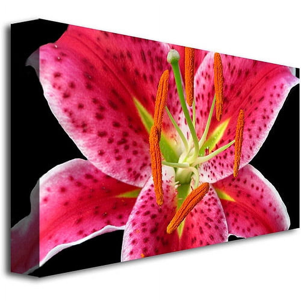 Trademark Art "Stargazer Lily" Canvas Wall Art by Kathie McCurdy