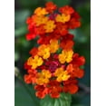 thumbnail image 5 of American Plant Exchange Lantana Dallas Red in 6" Pot, Full Sun, Drought Tolerant, Vibrant Cluster Flowers, 5 of 7