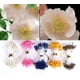 thumbnail image 2 of 900 piezas de estambre de flores hechas a mano, cabezas dobles, pistilos de flores de colores mezclados, accesorio de joyería, para la decoración del hogar del banquete de boda, 2 of 4