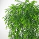 thumbnail image 5 of Manojo de Plantas de Hiedra Llorón Artificial Colco Decoración Colgante Interior 85 Cm Verde, 5 of 7