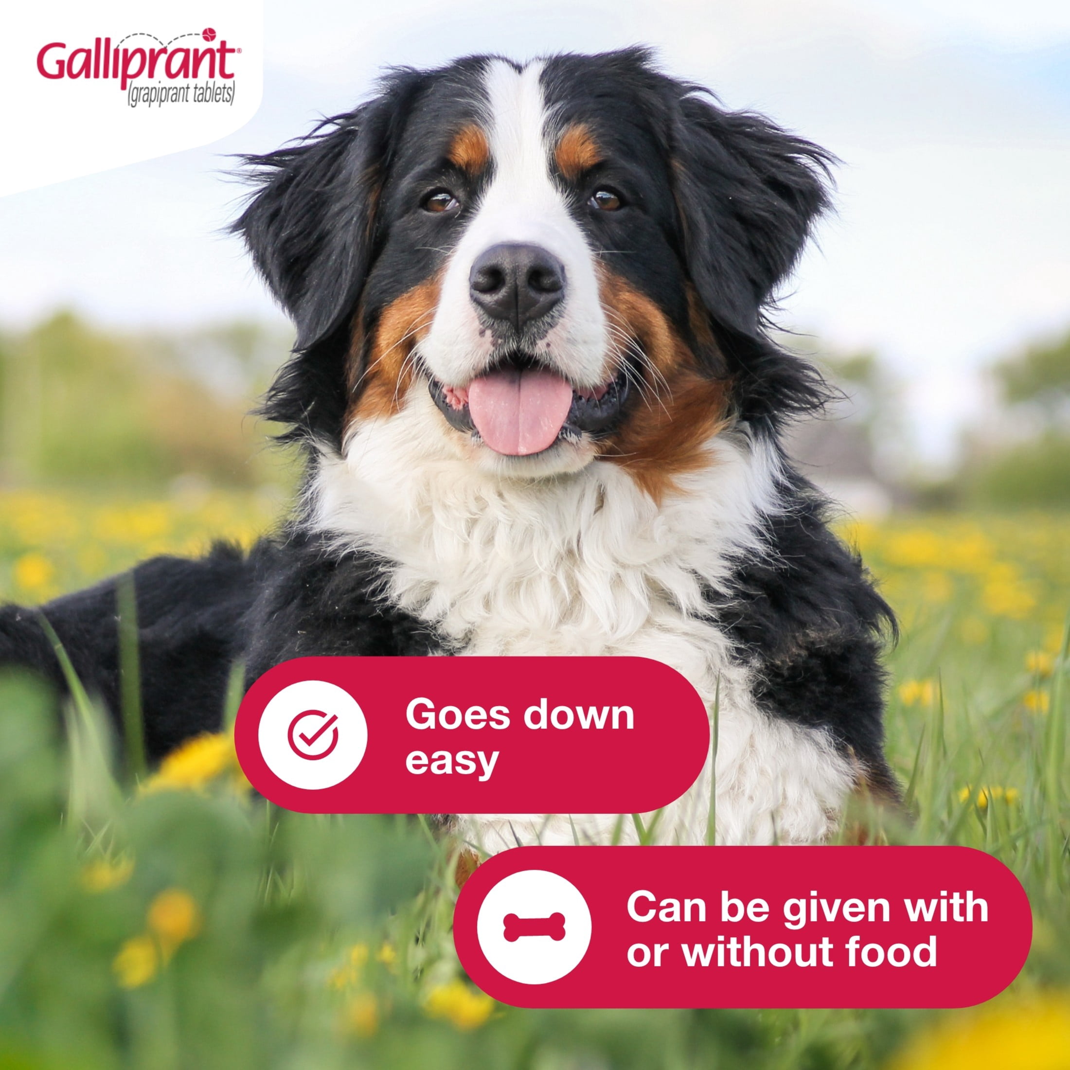 Galliprant Osteoarthritis Pain & Inflammation Control for Dogs, 60mg