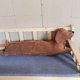 thumbnail image 4 of Adorable almohada de peluche para abrazar, colección de cojines de peluche con forma de perro salchicha de patas cortas para el hogar y la oficina, 50 cm, 4 of 5