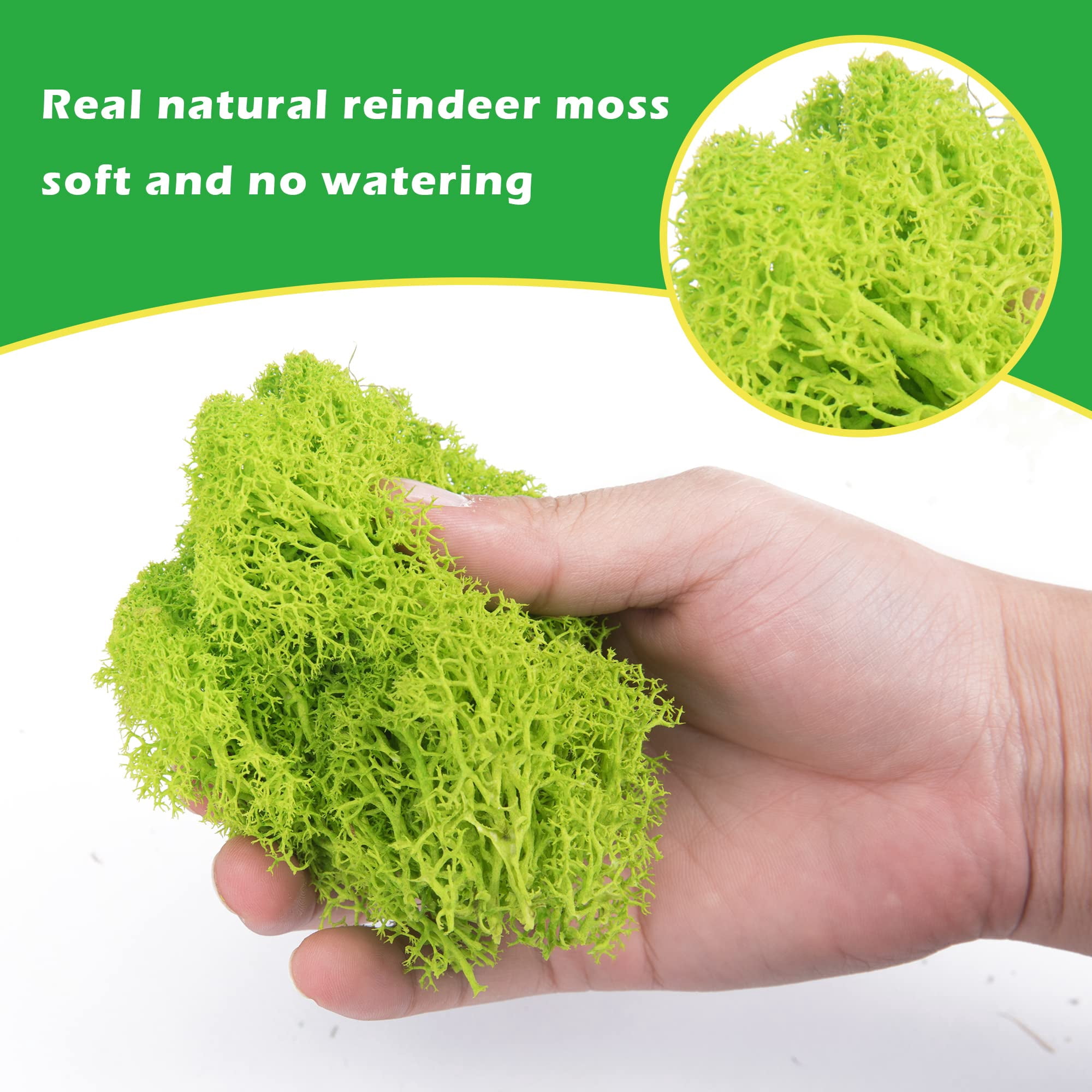 6 Colors Preserved Moss - 16.9 oz Natural Reindeer Moss for Crafts Potted Plants Floral Arrangements Home Garden Decor