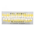 thumbnail image 2 of Modelo dental permanente escala 1:1, 32 unidades, resina bicolor, modelo de demostración dental para dentistas, 2 of 5
