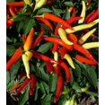 thumbnail image 4 of HJADGG Seeds Ornamental Hot Chili Pepper Mix Heirloom Vegetable for Planting Non GMO, 4 of 8