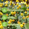 150+Yellow Toothache Plant Seeds MMF7 for PlantingPerennial Garden