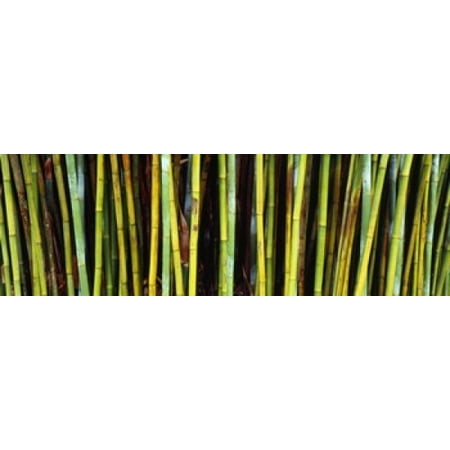 Bamboo trees in a botanical garden Kanapaha Botanical Gardens Gainesville Alachua County Florida USA Poster
