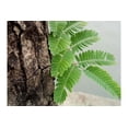 thumbnail image 2 of Serendipity Seeds 10 Tamarind Tree Tamarindus Indica Plant Seeds, 2 of 3