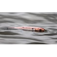 thumbnail image 5 of 6th Sense – CatWalk Walking Topwater Bass Fishing Lure, 116mm (5/8oz.), Keel-Belly Design, 5 of 8
