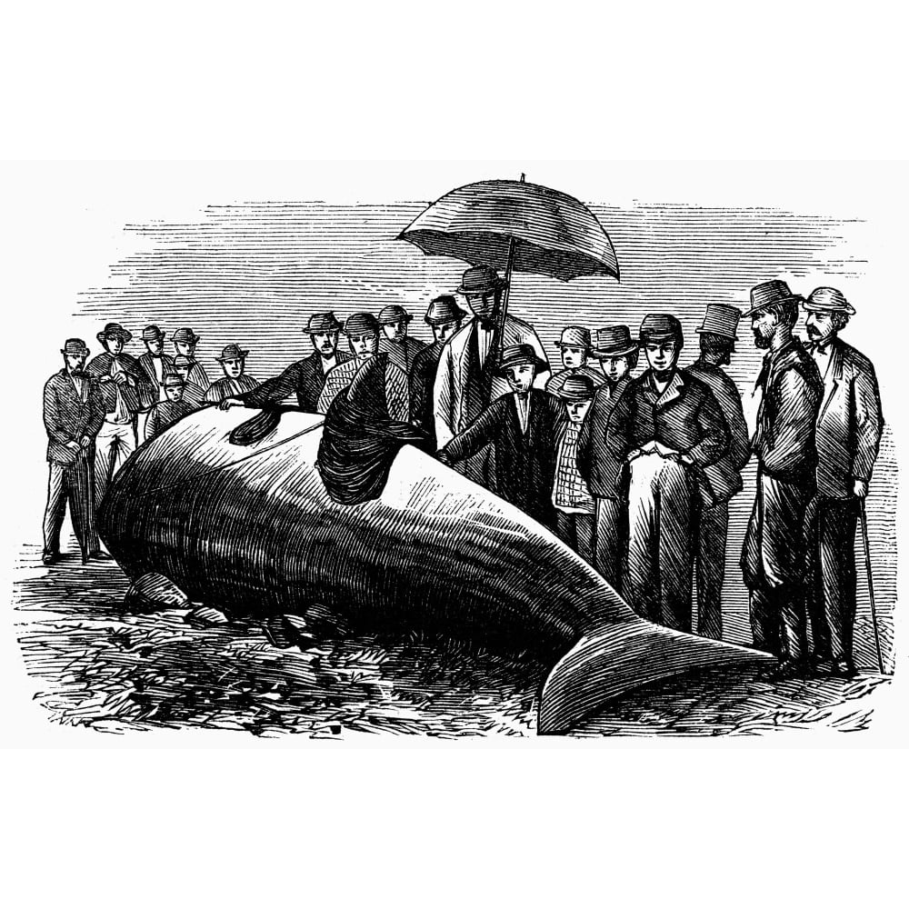 Beached Whale, 1869. /N'Whale Captured Near Tiverton, Rhode Island