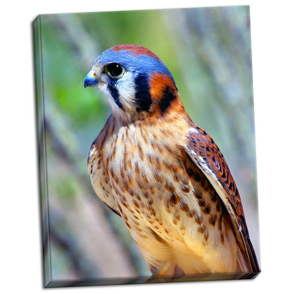 Gango Home Decor American Kestrel by Douglas Taylor (Ready to Hang); One 22x28in Hand-Stretched Canvas