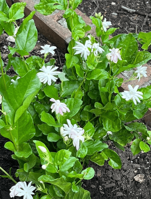 Jasmine Belle of India Live Plant 4-6 Inch Tall, White Blooming Jasmine for Indoor Outdoor Garden & Patio Decor