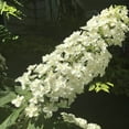 thumbnail image 2 of Direct Gardening Munchkin Oakleaf Hydrangea Bush Dormant Bare Root White Flowering Starter Shrub, 2 of 5