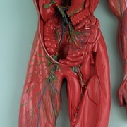Axis Scientific Human Lymphatic System Model for Adults