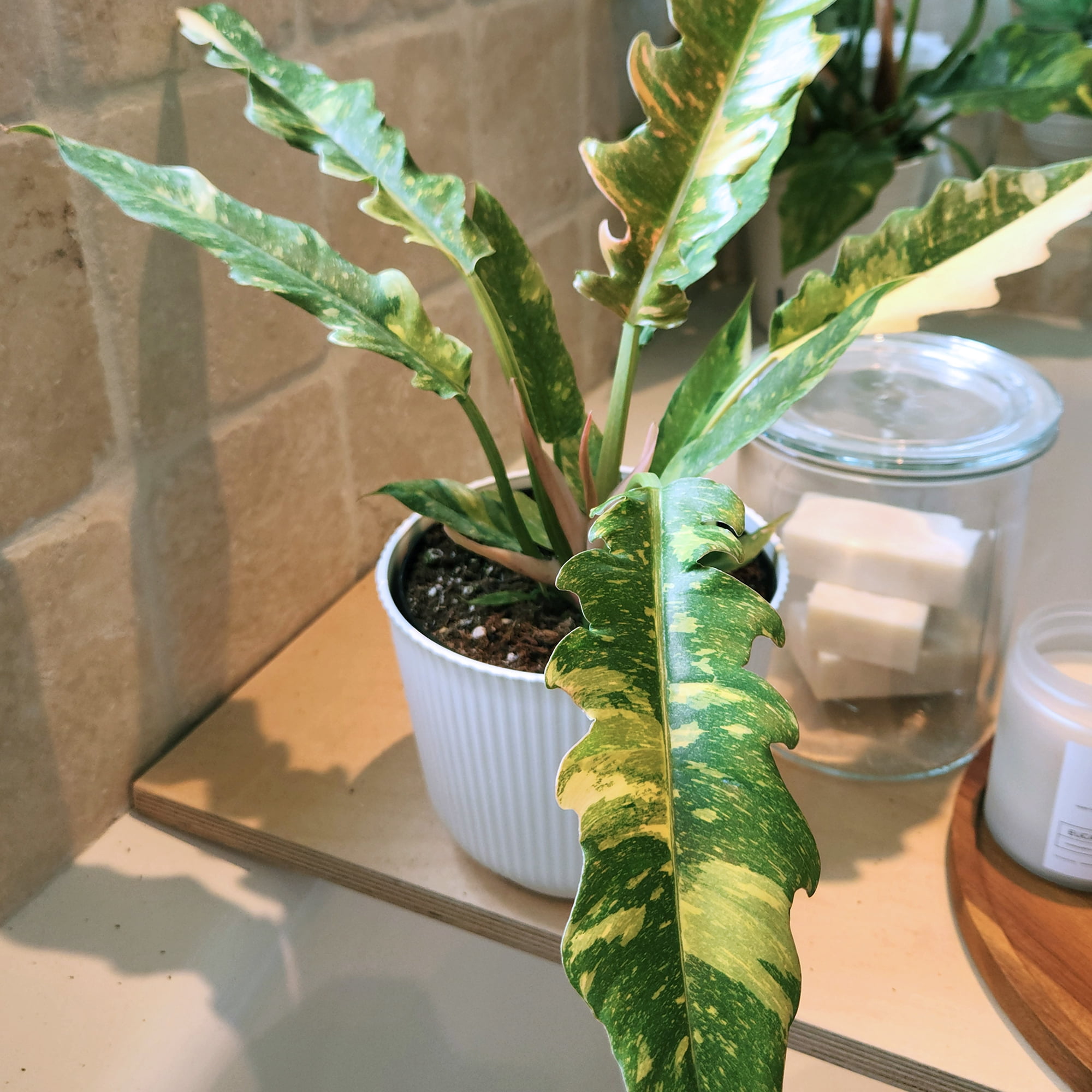 Element Variegated Philodendron Ring of Fire in 6" White Pot (Approx 17" Tall) Live Plant