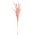 thumbnail image 1 of 46" Salmon Pampas Grass 6Pk, 1 of 1