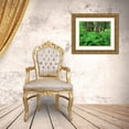 thumbnail image 3 of Flaherty, Dennis 24x20 Gold Ornate Wood Framed with Double Matting Museum Art Print Titled - MT, Kootenai NF, Lush ferns and cedar trees, 3 of 4