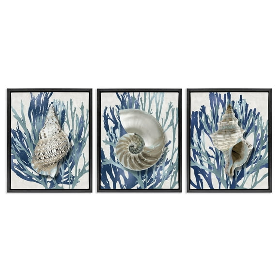 Stupell Industries Trio of Shells & Coral Nature Painting Black Floater Framed Canvas Art Print Wall Art, 25 x 31, Set of 3