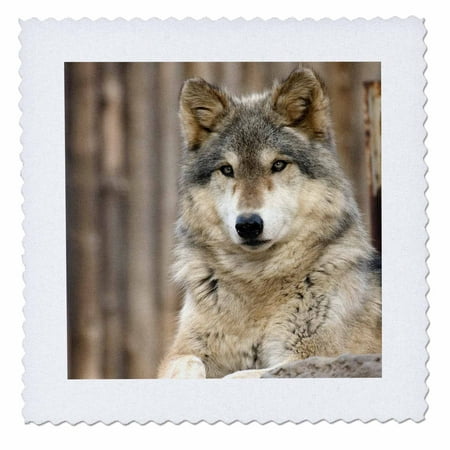 Folsom Zoo Christmas 3dRose Gray Wolf, Folsom City Zoo, California - US05 TAU0105 - Tananarive Aubert - Quilt Square, 10 by 10-inch ()