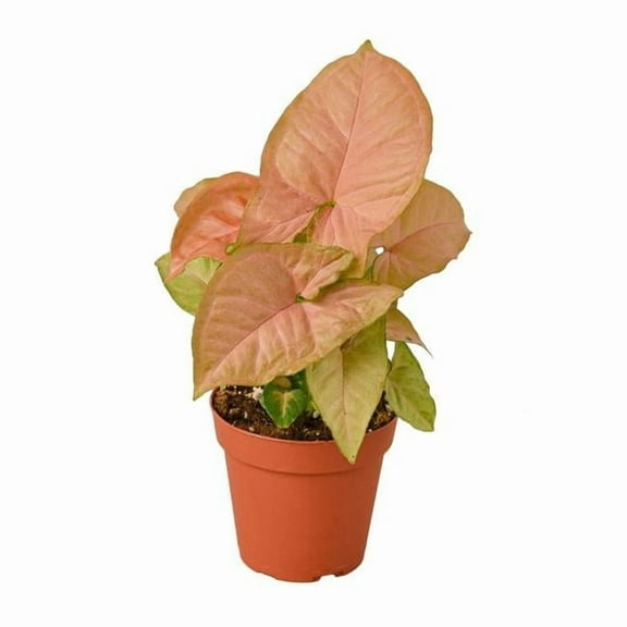 4-SYNGONIUM-STRAWBERRY Strawberry Syngonium Plant in 4 in. Pot