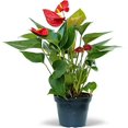 thumbnail image 1 of Live Red Anthurium, Flowering Plant, Indoor Potted Houseplant, Blooming Birthday Gift, Christmas Gift, Plant Mom Dad Gift, Fully Rooted Plant, Wedding Decor in 4" Pot, 1 of 5