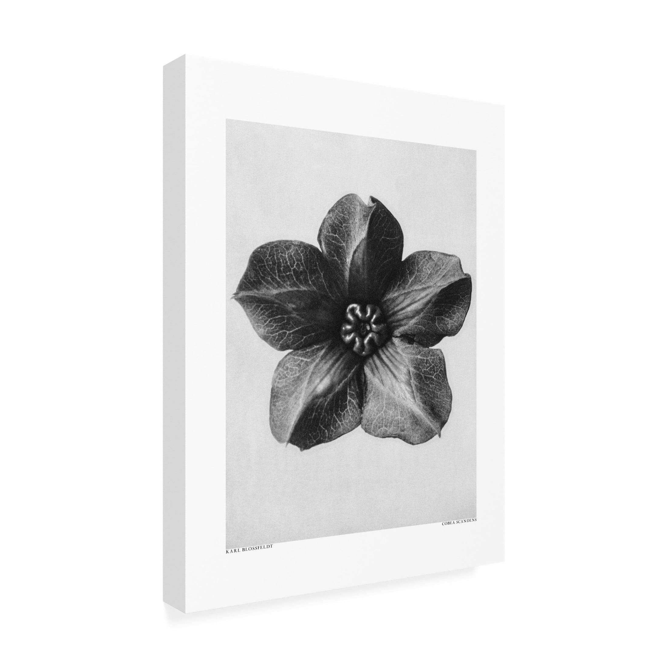 Trademark Fine Art Pictufy Cobaea Scandens Canvas Wall Art