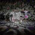 thumbnail image 1 of Solar Powered Light Up Led Giraffe Chicken Copper Metal Effect Garden Animal Sculptures Stunning Versatile Decoration Garden Decoration - Cow, 1 of 5