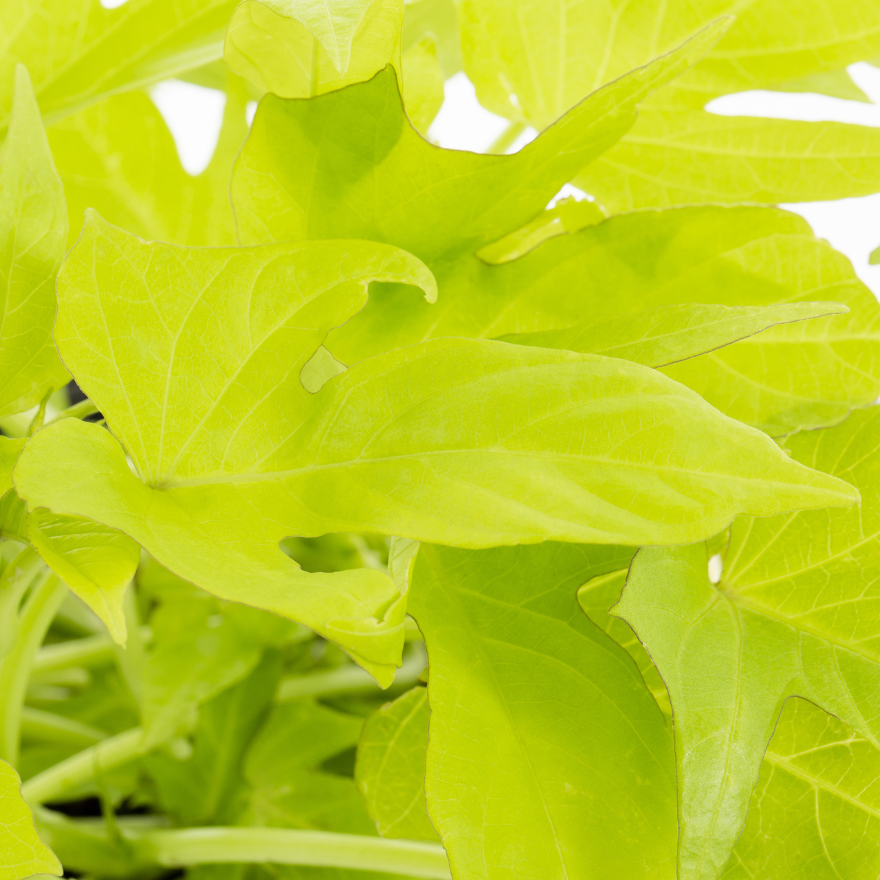 Better Homes & Gardens 1PT Green Ipomoea Live Annual Plant Sun 6-Pack