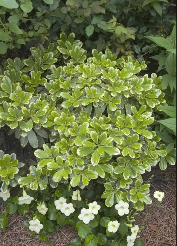 Southern Living 3 Gallon Variegated Green Yellow Mojo Pittosporum Live Shrub for Part Sun with Grower Planter