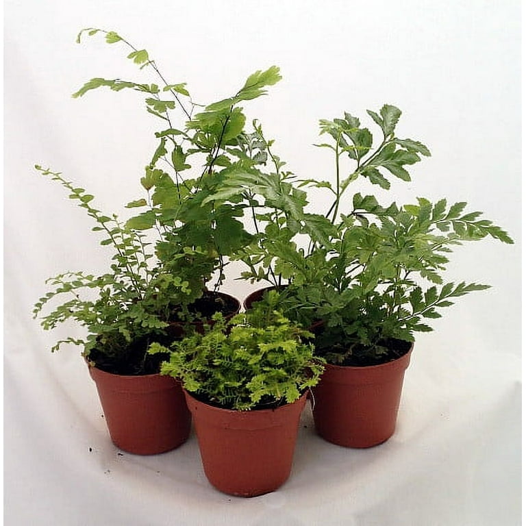 Terrarium Plants Set - 5 Ferns 