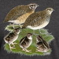 thumbnail image 3 of CafePress - Coturnix Quail Family Dark T Shirt - Men's Classic Graphic Cotton T-Shirt, 3 of 4