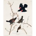 thumbnail image 2 of Audubon, John James 20x24 Gold Ornate Wood Framed with Double Matting Museum Art Print Titled - Red winged Starling, or Marsh Blackbird, 2 of 4