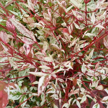 Twilight Nandina in 1 Gal. Grower's Pot, Unique Variegated Foliage