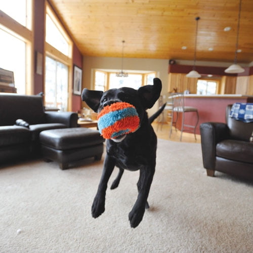 Chuckit indoor hot sale roller