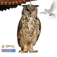 thumbnail image 6 of Bird Repel Scarecrow, Owl Scarecrow Scarer Pendant, Decorative Scarer Pendant with Bell, Fake Bird Scare Device, Waterproof Patio Balcony Garden Decorations, 6 of 10