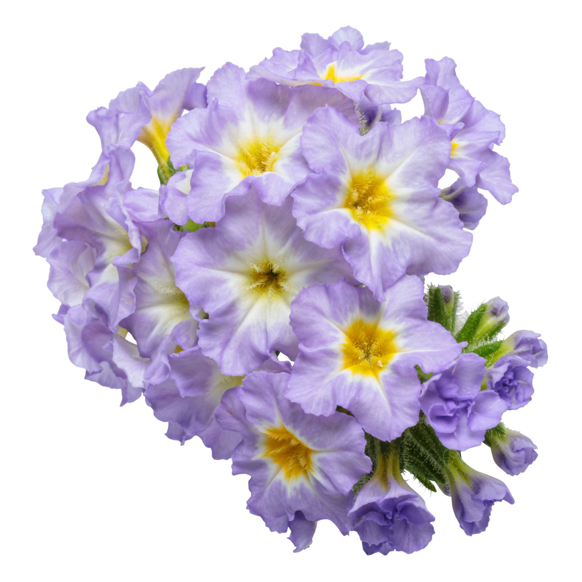 Proven Winners 4" Purple Augusta Lavender Heliotrope Live Plant in 4.25" Pot (4 Count)