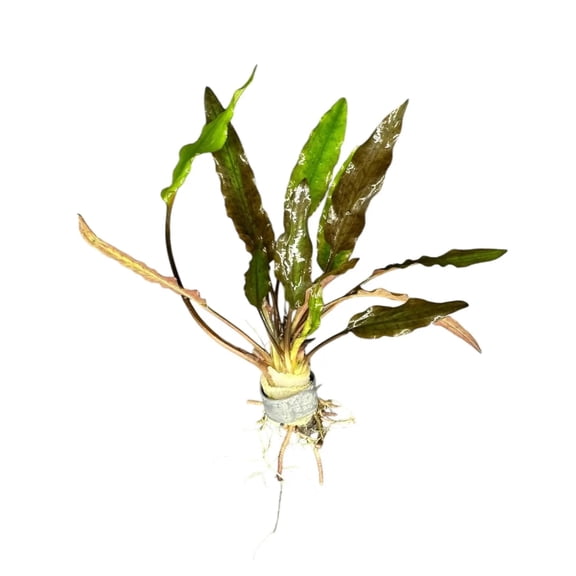 Cryptocoryne Lutea Buy3get1free | Live Aquarium Plants