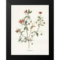 thumbnail image 2 of Babbitt, Gwendolyn 19x24 Black Modern Framed Museum Art Print Titled - Pimpernel, 2 of 5