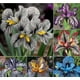 thumbnail image 1 of Semillas de orquídea rayada abigarrada, 200 semillas para usar en balcones., 1 of 1