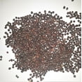 thumbnail image 2 of Papaw's Garden Supply LLC, "Helping the Next Generation Grow!" Champion Collard Seeds 1000 Ct Pack, 2 of 5