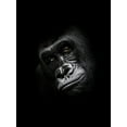 thumbnail image 2 of Braun Studio 19x24 Gold Ornate Wood Framed with Double Matting Museum Art Print Titled - Gorilla, 2 of 4