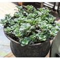 thumbnail image 3 of 50 OREGON STONECROP Sedum Oreganum - Green Bronze Orange Red Succulent Foliage - Native Yellow Groundcover Flower Seeds, 3 of 10