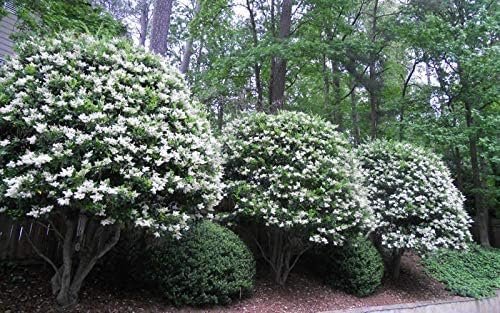 Curled Leaf Privet  5 Live Quart Size Plants  Ligustrum Japonicum Recurvifolium, Evergreen Flowering Privacy Hedge, Ornamental Shrub for Lush Landscapes