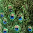 thumbnail image 2 of CafePress - Peacock Feathers Tote Bag - Unisex Canvas Tote Bag, Beige, 1-Piece, 2 of 6